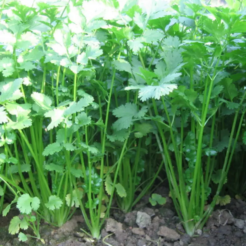 Coriander plant seeds, rape seeds, cold-resistant balcony growing vegetables, edible vegetables, about 500 potted plants
Coriander plant seeds, rape seeds, cold-resistant balcony growing vegetables, edible vegetables, about 500 potted plants