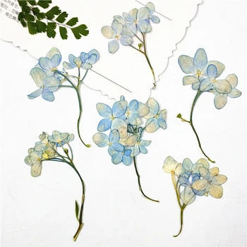 16pcs,Nature Pressed Hydrangea Flowers with stem,DIY Wedding invitations Craft Photo Bookmark Gift Card,facial/Nail Art Decor 
16pcs,Nature Pressed Hydrangea Flowers with stem,DIY Wedding invitations Craft Photo Bookmark Gift Card,facial/Nail Art Decor