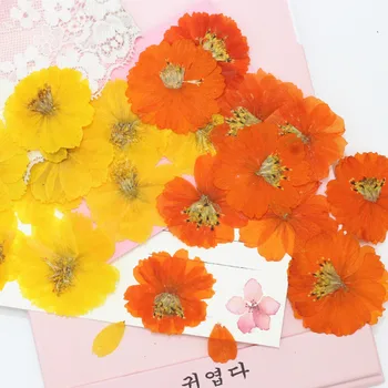 Small Cosmos Natural Dried Flower Plant Specimen Pressed Flower Frame Bookmark Epoxy Phone Case Handmade Material
Small Cosmos Natural Dried Flower Plant Specimen Pressed Flower Frame Bookmark Epoxy Phone Case Handmade Material