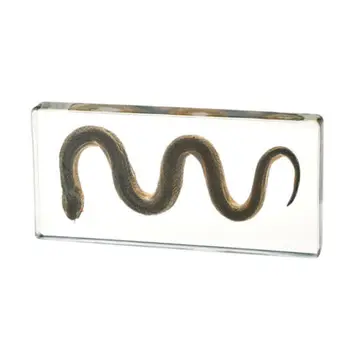 Animal resin snake specimen embedded in artificial amber insect specimen cognitive toy science biology education
Animal resin snake specimen embedded in artificial amber insect specimen cognitive toy science biology education
