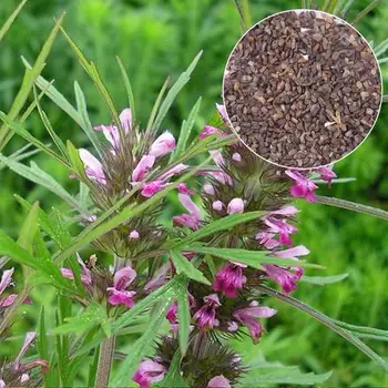 

99% high germination rate Leonurus seeds,motherwort ,leenurus heterophyllus,heat clearing and detoxification,free shipping