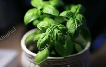 Besar Daun Kemangi Bonsai Hijau Segar Ocimum Tanaman Sayuran Rempah-rempah Aromatic Compound Bonsai Taman Tanaman Bunga(China)