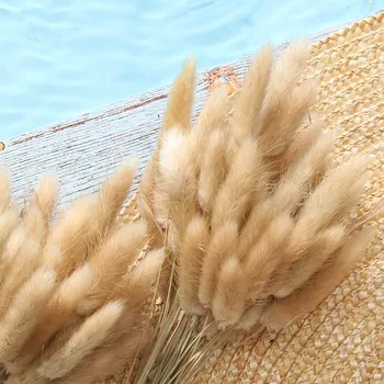 50Stem Dried Flower Bunny Tail Natural Plants Floral Rabbit Grass Bouquet Home Decoration Accessories Photography Props Flores 
50Stem Dried Flower Bunny Tail Natural Plants Floral Rabbit Grass Bouquet Home Decoration Accessories Photography Props Flores