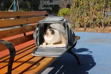 Carrier-Bag Pets-Handbag Outgoing-Bags Dog Foldable Travel Small-Dogs Breathable Mesh