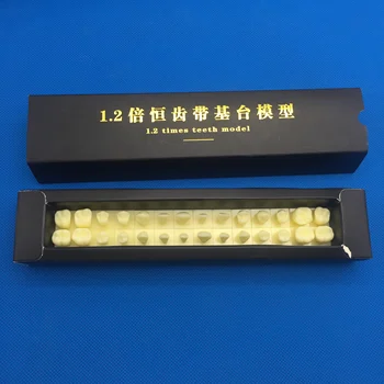 Tooth teeth Permanent Teeth Model With Base 1 times natural size dental dentist dentistry anatomical anatomy shape model
Tooth teeth Permanent Teeth Model With Base 1 times natural size dental dentist dentistry anatomical anatomy shape model