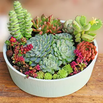 1pc Landscape Combination Plants Pot Succulent Thickening Indoor Potted Pots Multifunctional Simple Plant Nursery Pots
1pc Landscape Combination Plants Pot Succulent Thickening Indoor Potted Pots Multifunctional Simple Plant Nursery Pots