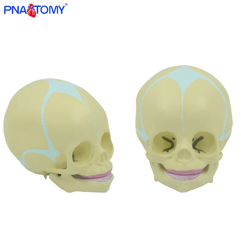 1:1 Human Fetal Baby Infant Medical Skull Anatomical Skeleton Model Medical Science Teaching Supplies
1:1 Human Fetal Baby Infant Medical Skull Anatomical Skeleton Model Medical Science Teaching Supplies