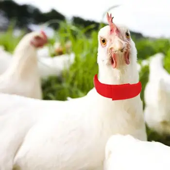 2Pcs Chicken Collar Nylon Anti-hook Noise Free Ducks Geese Poultry Neck Strap
2Pcs Chicken Collar Nylon Anti-hook Noise Free Ducks Geese Poultry Neck Strap