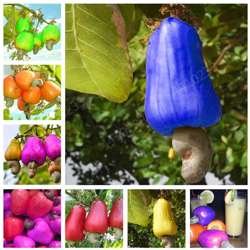 New Garden Plants 5 pcs Mini Cashew Tree Bonsai Anacardium Occidentale Rare Outdoor Plant Tree Potted Fruit Germ Free Shipping
New Garden Plants 5 pcs Mini Cashew Tree Bonsai Anacardium Occidentale Rare Outdoor Plant Tree Potted Fruit Germ Free Shipping