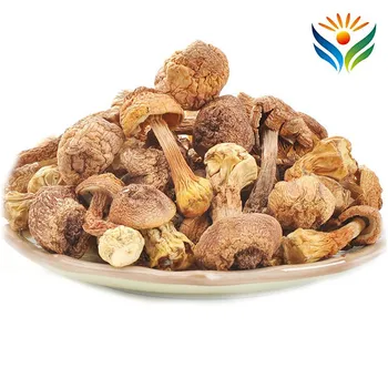 Agaricus Blazei Murill Mushroom Quality Dehydrated Dry Food Tricholoma Matsutake
Agaricus Blazei Murill Mushroom Quality Dehydrated Dry Food Tricholoma Matsutake
