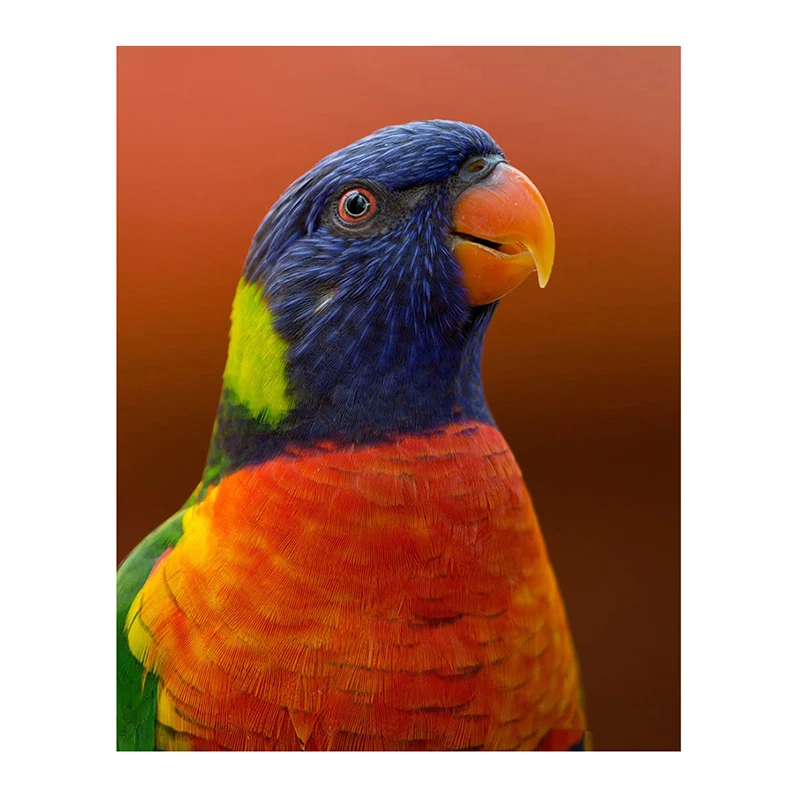 5D Diamond Painting Full Square Colorful Parrot Animal Diamond Mosaic Embroidery Rhinestone Picture Home Decoration
5D Diamond Painting Full Square Colorful Parrot Animal Diamond Mosaic Embroidery Rhinestone Picture Home Decoration
