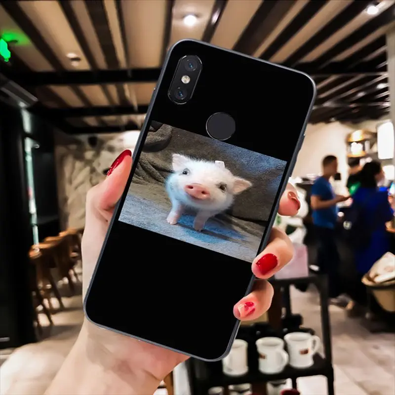 Cute Little Pink Pet Pig
