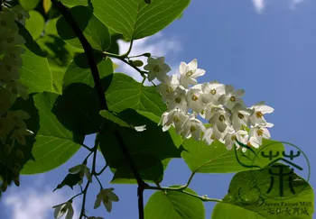 Styrax Obassia Fragrant-Snowbell Yu-Ling-Hua 
Styrax Obassia Fragrant-Snowbell Yu-Ling-Hua