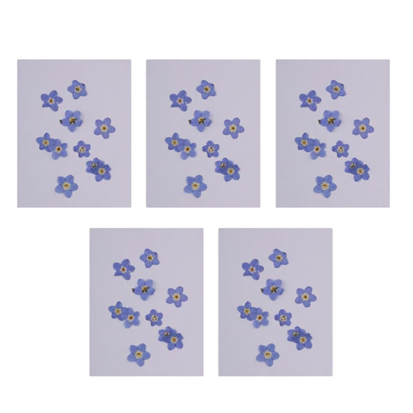 50pcs Natural Dried Flower Real Flower Forget-me-not for Card Making Craft 50pcs Natural Dried Flower Real Flower Forget-me-not for Card Making Craft