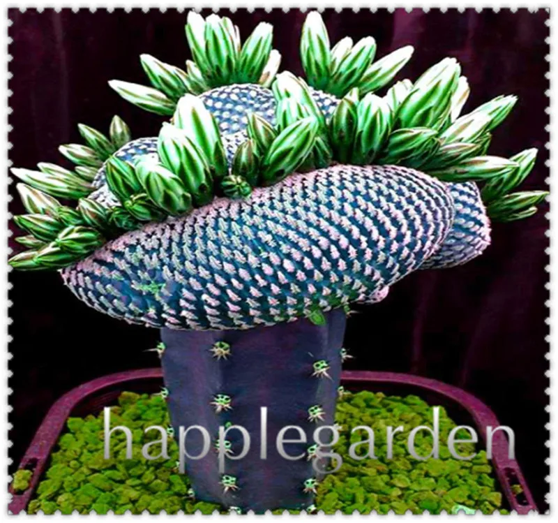 Sale 200 Rare African Mixed Plantas Cactus Succulent Plant Tree Purify Air Bonsai In The Heat Resistant Easy Care Creative Plant
Sale 200 Rare African Mixed Plantas Cactus Succulent Plant Tree Purify Air Bonsai In The Heat Resistant Easy Care Creative Plant
