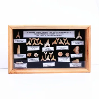 1 box fossil shark tooth specimen education for student teaching Creative Crafts Gift
1 box fossil shark tooth specimen education for student teaching Creative Crafts Gift