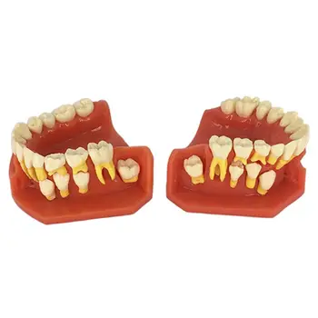 Dental Children Removable Deciduous Teeth Model Permanent Tooth Alternative Display Studying Teaching Tool
Dental Children Removable Deciduous Teeth Model Permanent Tooth Alternative Display Studying Teaching Tool