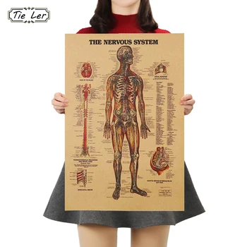 TIE LER Adesivo De Parede Vintage Style Retro Paper Poster Giftsthe Muscles Of The Body Structure Wall Sticker
TIE LER Adesivo De Parede Vintage Style Retro Paper Poster Giftsthe Muscles Of The Body Structure Wall Sticker