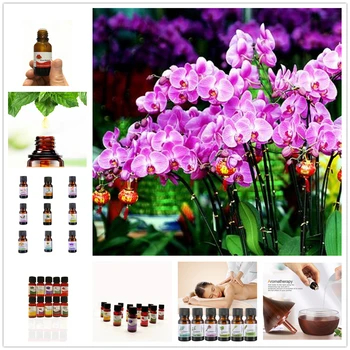 1Pcs France Rose Essential Oil Supports Metabolic Function,Oral Health,Water-soluble Essential Oil Flower Fruit Essential Oil
1Pcs France Rose Essential Oil Supports Metabolic Function,Oral Health,Water-soluble Essential Oil Flower Fruit Essential Oil