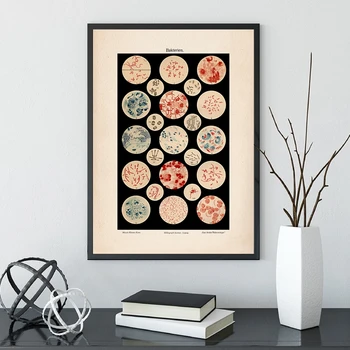 Wall Art Canvas Microbiology Bacteria Microbe Art Print Old Medicine Poster Science Painting Picture Biology Study Vintage Decor
Wall Art Canvas Microbiology Bacteria Microbe Art Print Old Medicine Poster Science Painting Picture Biology Study Vintage Decor