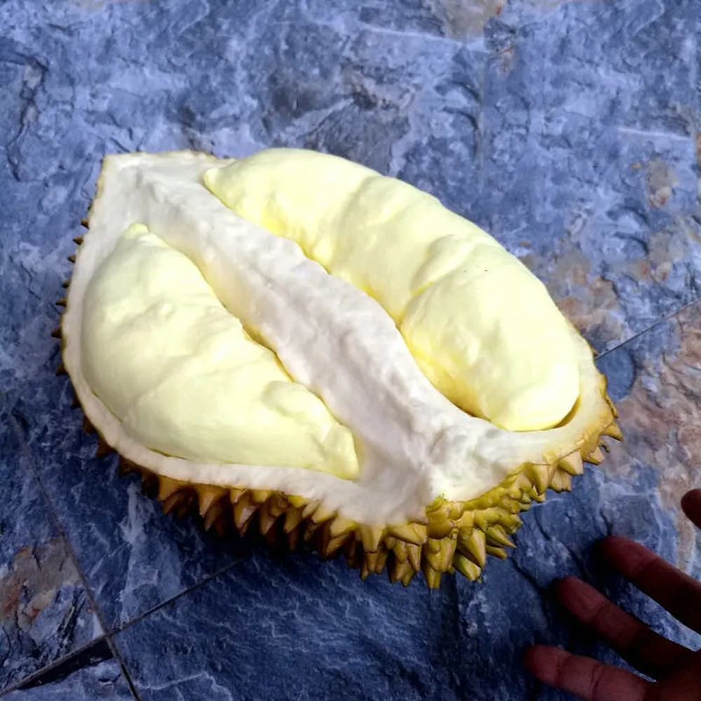 Artificial Durian Simulation Fruit Model for Home Kitchen Shop Festival Decoration Party Supplies Photography Props
Artificial Durian Simulation Fruit Model for Home Kitchen Shop Festival Decoration Party Supplies Photography Props