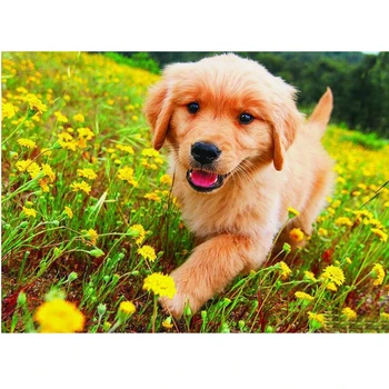 full square round Rhinestones diy diamond painting golden retriever dog 3d cute puppy diamond mosaic puzzle cross-stitch L236
full square round Rhinestones diy diamond painting golden retriever dog 3d cute puppy diamond mosaic puzzle cross-stitch L236