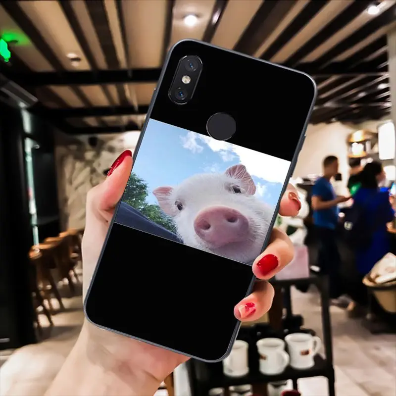 Cute Little Pink Pet Pig