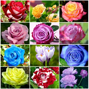 HUACAN Diamond Embroidery Flowers Full Square Diamond Painting Home Decoration New Arrival Mosaic Handmade
HUACAN Diamond Embroidery Flowers Full Square Diamond Painting Home Decoration New Arrival Mosaic Handmade