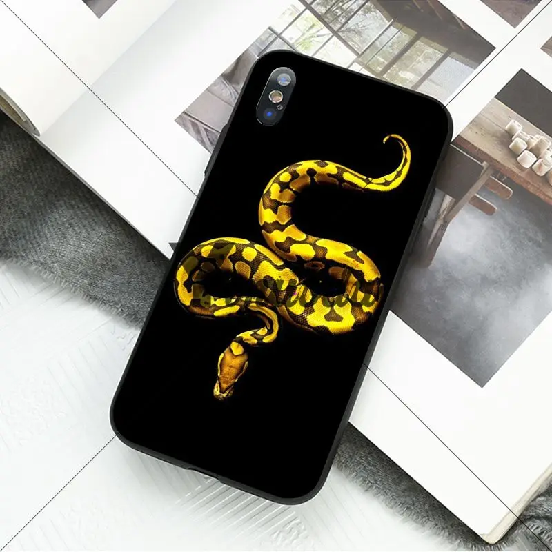 Coral snake animal
