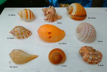 Large conch shells and hermit crab roll shell fish hatchery to replace fish tank aquarium landscaping Decoration
Large conch shells and hermit crab roll shell fish hatchery to replace fish tank aquarium landscaping Decoration