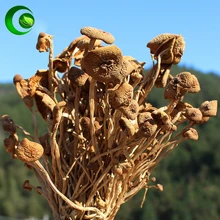 Cha Shu Gu Agrocybe Aegerita Chaxingu Glossy Ganoderma Yanagimatsutake Chestnut Mushroom Powder 
Cha Shu Gu Agrocybe Aegerita Chaxingu Glossy Ganoderma Yanagimatsutake Chestnut Mushroom Powder