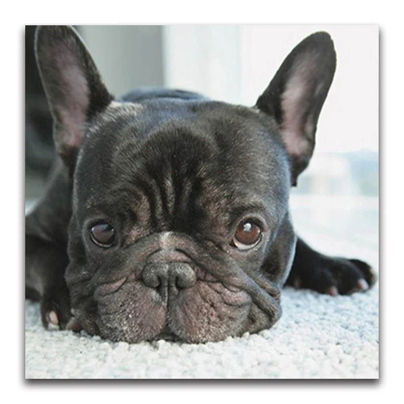 5D Diy Diamond Painting Cross Stitch small black dog heads full Diamond Embroidery french bulldog round Diamond Mosaic puppy
5D Diy Diamond Painting Cross Stitch small black dog heads full Diamond Embroidery french bulldog round Diamond Mosaic puppy