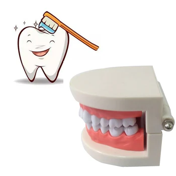 

Dental tooth model Early childhood teaching model The teaching model of oral teeth in children