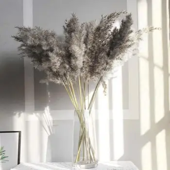 5pcs Natural Dried Flower Pampas Grass Reed Home Decoration Gray Large Wedding Layout Corner Shop Display Window Decoration
5pcs Natural Dried Flower Pampas Grass Reed Home Decoration Gray Large Wedding Layout Corner Shop Display Window Decoration