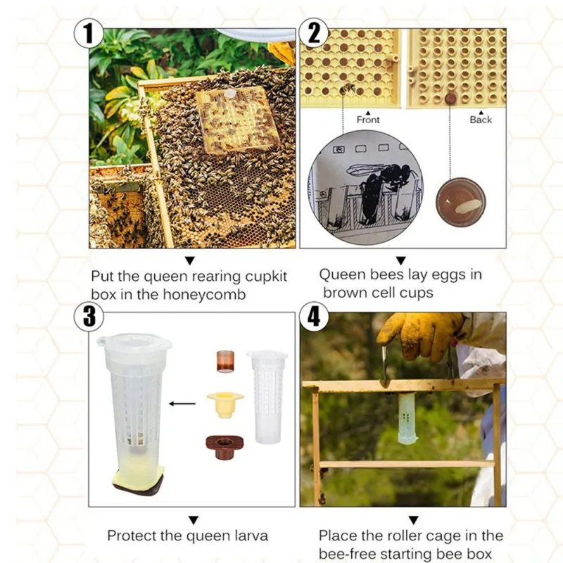 1 Set Beekeeping Bee Queen Rearing Cell Box Beekeeping Queen Rearing Grafting Kit Complete Queen Rearing Cell Cup Plastic
1 Set Beekeeping Bee Queen Rearing Cell Box Beekeeping Queen Rearing Grafting Kit Complete Queen Rearing Cell Cup Plastic