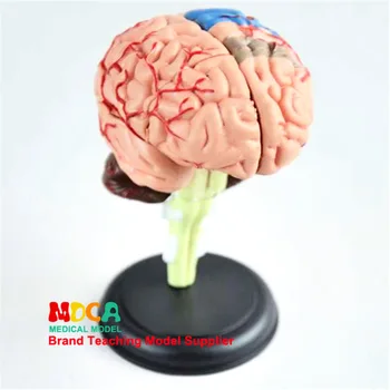 

4D human organ brain assembly model human body model biological anatomy model medical teaching equipment