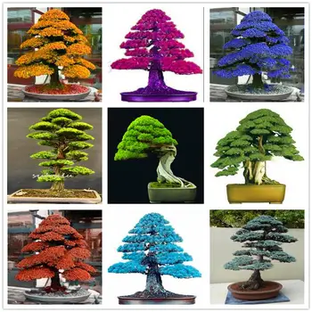 Plant Flower Bath Salts Japanese Cedar Essence 50Pcs XZZ-261
Plant Flower Bath Salts Japanese Cedar Essence 50Pcs XZZ-261