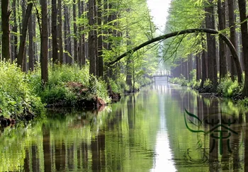 Metasequoia Glyptostroboides Dawn Redwood Shui-Shan 
Metasequoia Glyptostroboides Dawn Redwood Shui-Shan