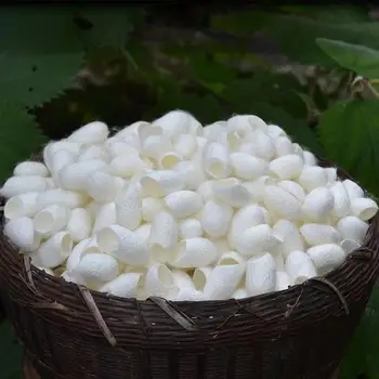 Natural Silkworm Cocoons White Beauty Care Facial Blackhead Cleanser Healthy Skin Care for Face Massage , Handmade Soap Material
Natural Silkworm Cocoons White Beauty Care Facial Blackhead Cleanser Healthy Skin Care for Face Massage , Handmade Soap Material