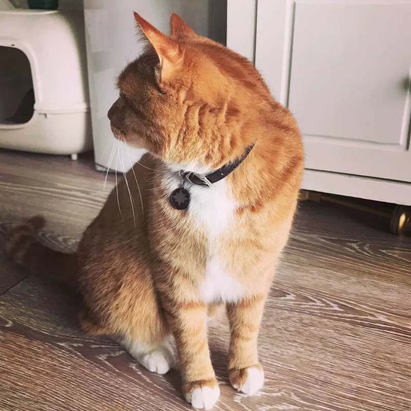 Movie Marvel Captain Orange Cat Goose Collar Batman Neck Pet Collar Customizable Avengers Endgame Pet dog cat Toy Necklace
Movie Marvel Captain Orange Cat Goose Collar Batman Neck Pet Collar Customizable Avengers Endgame Pet dog cat Toy Necklace