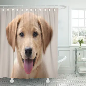 

Brown Lab Yellow Labrador Puppy Portrait Dog Eyes Shower Curtain Polyester 72 x 72 inches Set with Hooks