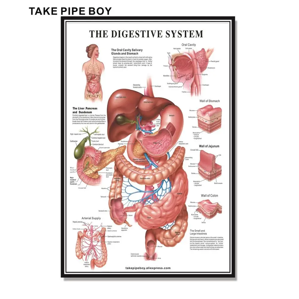 Фото Ламинированная пищеварительная система анатомическая диаграмма
