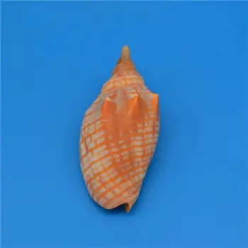 Nautica Gold Shell Conch Specimen Beach Wedding Decor Crafts Coastal Home Decor Shells for Jewelry Making
Nautica Gold Shell Conch Specimen Beach Wedding Decor Crafts Coastal Home Decor Shells for Jewelry Making