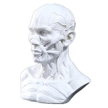 Resin Skull Muscle Skull Simulation Skull Head Medical Skeleton Halloween Funny Props
Resin Skull Muscle Skull Simulation Skull Head Medical Skeleton Halloween Funny Props