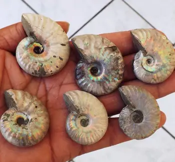 6 Ammonite BLUE RAINBOW Fossil Jurrassic Nautilus stone Madagascar
6 Ammonite BLUE RAINBOW Fossil Jurrassic Nautilus stone Madagascar