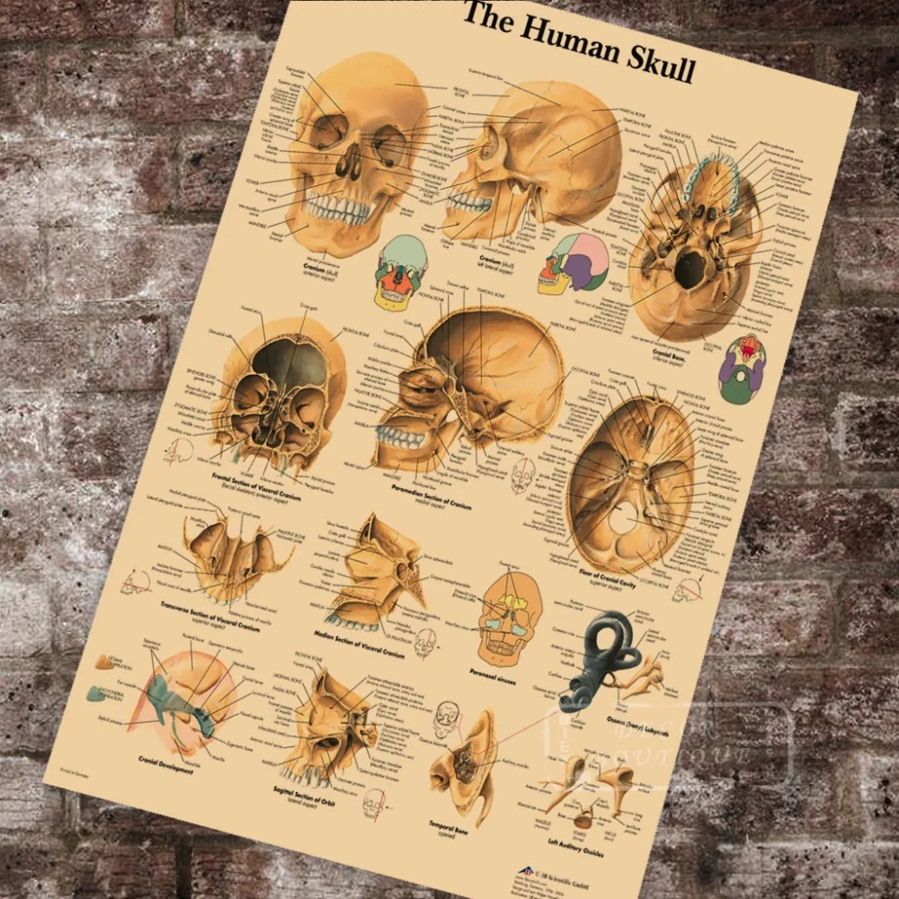 Anatomy Pathology Anatomical Poster Human Skulls Chart Classic Canvas