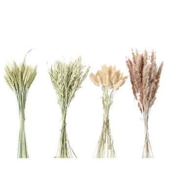 Wheat Dried Flower Rabbit Tail Grass Dried Flower Oat Reed Dried Flower Shoot Props Decoration Living Room Home Decor
Wheat Dried Flower Rabbit Tail Grass Dried Flower Oat Reed Dried Flower Shoot Props Decoration Living Room Home Decor