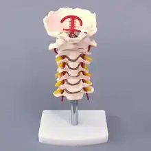Cervical spine model cervical spine with carotid posterior occipital disc and nerve model
Cervical spine model cervical spine with carotid posterior occipital disc and nerve model