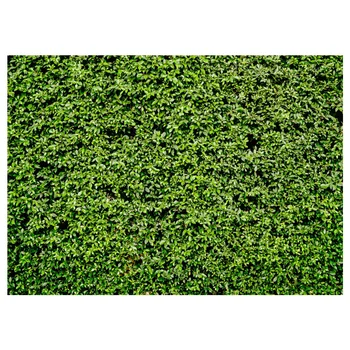Professional Vinyl Nature Outdoorsy Theme Wedding Grass Floordrop Photo Studio Props For Photography Green Lawn Leaves Backdrop
Professional Vinyl Nature Outdoorsy Theme Wedding Grass Floordrop Photo Studio Props For Photography Green Lawn Leaves Backdrop