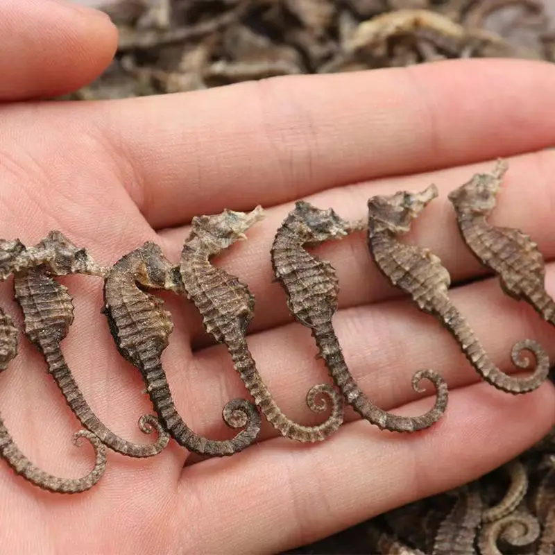 Real Sea Horse Sea Horses Seahorses Natural brown Great for Jewelry supplies taxidermy nautical Home Decoration ,Craft Supplies
Real Sea Horse Sea Horses Seahorses Natural brown Great for Jewelry supplies taxidermy nautical Home Decoration ,Craft Supplies